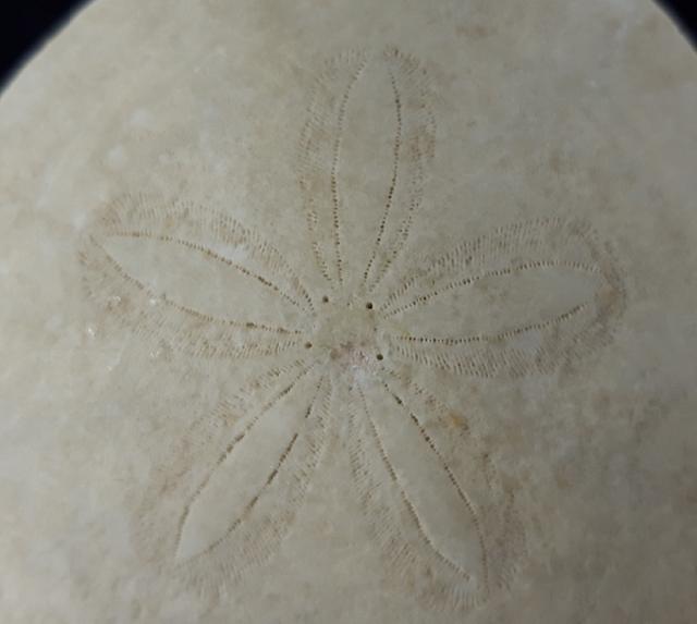 Scutella faujasi (DEFRANCE 1827) - Bild © FossNet FossilienStore
